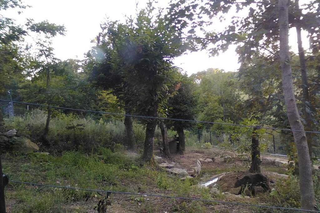 Villino In The Hearth Of Tuscany, Quiet Unforgettable Place. Poppi Exterior photo